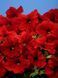 Петунія Селебреті F1 102373fasovka-0_color-30 фото 16