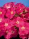 Петунія Селебреті F1 102373fasovka-0_color-30 фото 18