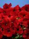 Петунія Селебреті F1 102373fasovka-0_color-30 фото 7
