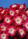Петунія Селебреті F1 102373fasovka-0_color-30 фото 17