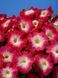 Петунія Селебреті F1 102373fasovka-0_color-30 фото 8