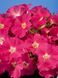 Петунія Селебреті F1 102373fasovka-0_color-30 фото 9