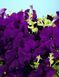 Петунія Селебреті F1 102373fasovka-0_color-30 фото 4