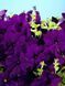Петунія Селебреті F1 102373fasovka-0_color-30 фото 13