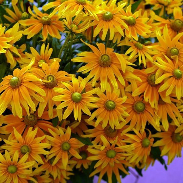 Рудбекия Солнце Прерий (Prairie Sun) 109574 фото