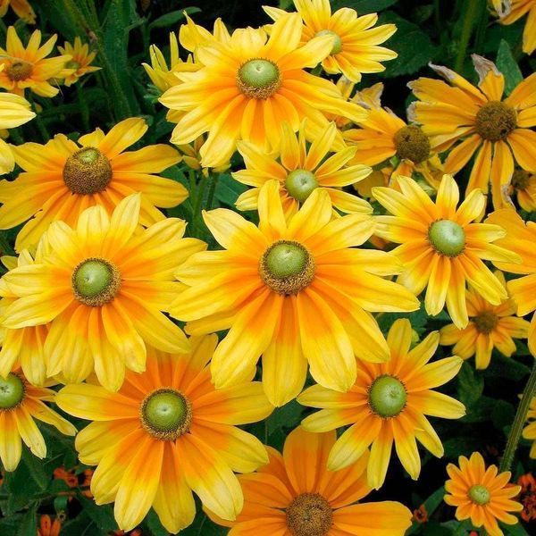 Рудбекия Солнце Прерий (Prairie Sun) 109574 фото
