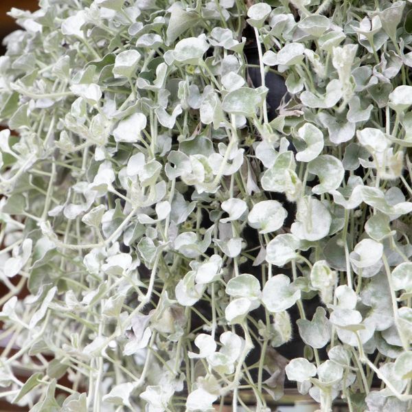 Діхондра Срібний Хвиля 110018 фото
