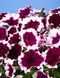 Петунія Селебреті F1 102373fasovka-0_color-30 фото 14
