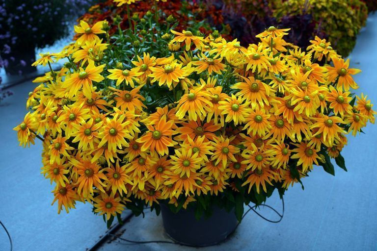 Рудбекия Солнце Прерий (Prairie Sun) 109574 фото