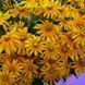 Рудбекия Солнце Прерий (Prairie Sun) 109574 фото 5