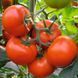 Томат Бехрам F1 107073 фото 1