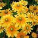 Рудбекия Солнце Прерий (Prairie Sun) 109574 фото 3