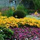 Рудбекия Солнце Прерий (Prairie Sun) 109574 фото 13