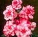 Бегония Бутон де Росе - Bouton de Rose pink-white 108590fasovka-0_color-60 фото 6