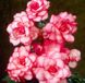 Бегония Бутон де Росе - Bouton de Rose pink-white 108590fasovka-0_color-60 фото 10