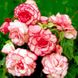 Бегония Бутон де Росе - Bouton de Rose pink-white 108590fasovka-0_color-60 фото 9