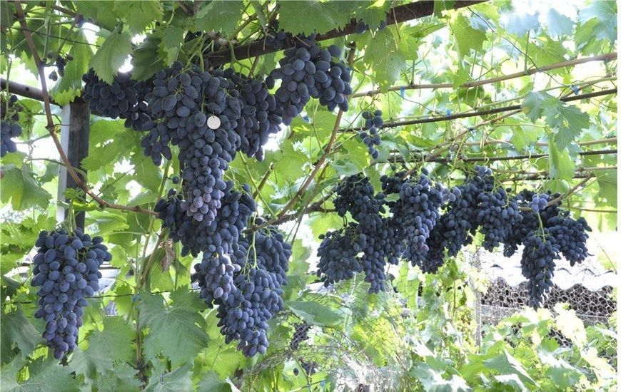 Надєжда АЗОС 102991 фото