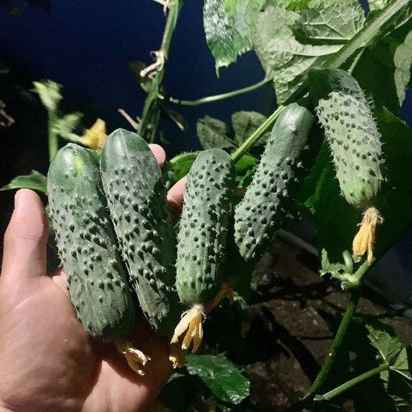 Семена огурца Анвар F1 110458 фото