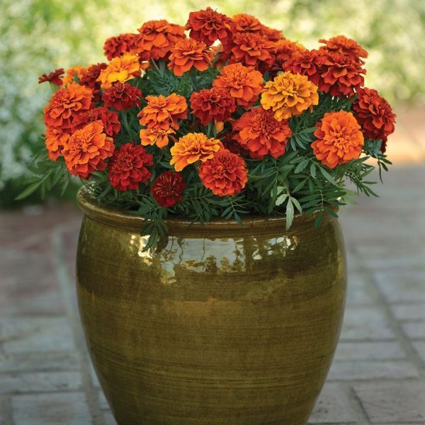 Чорнобривці розлогі Файрбол (Фасовка: 1000 шт; Колір: червоний) 106350 фото