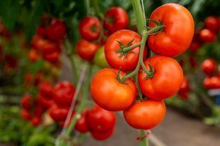 Томат Анненфельд F1 109504 фото