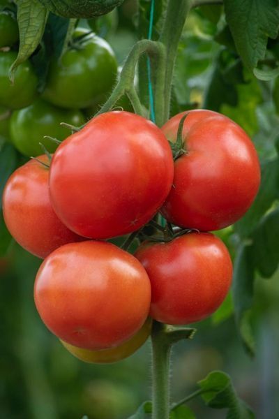 Томат Анненфельд F1 109504 фото