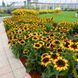 Рудбекия Сонора 110152 фото 7