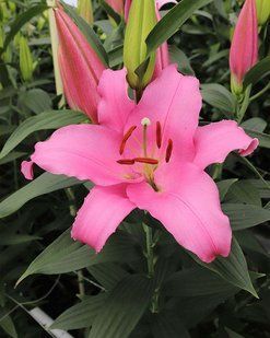 Сінк Пінк - Think Pink 109737 фото