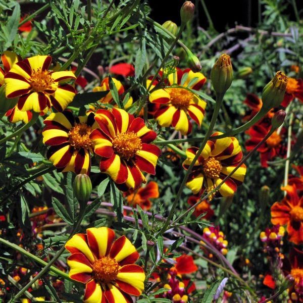 Бархатцы Денди (Фасовка: 0,2 г; Цвет: красно-желтый) 104042fasovka-0_color-111 фото