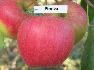 Яблуня Пінова 102906 фото