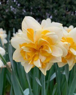 Нарцисс Peach Cobbler 104065 фото