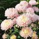 Айстра Аполлонія 107692 фото 2