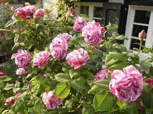 Роза чайно-гибридная Фердинанд Пишар 102130 фото