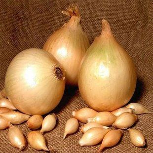 Цибуля сіянка Контадо (TOP Onion) 106845 фото