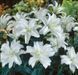 Гуапа - Guapa 108579 фото 1