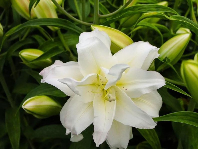 Гуапа - Guapa 108579 фото