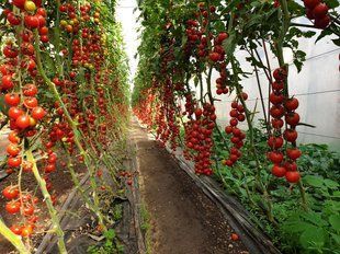 Томат Порпора F1 109514 фото