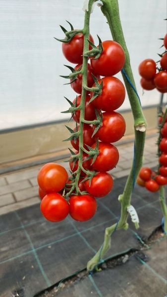Томат Порпора F1 109514 фото