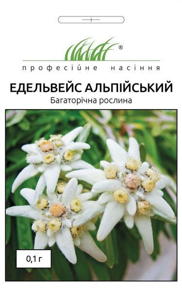Едельвейс Альпійський 101848 фото