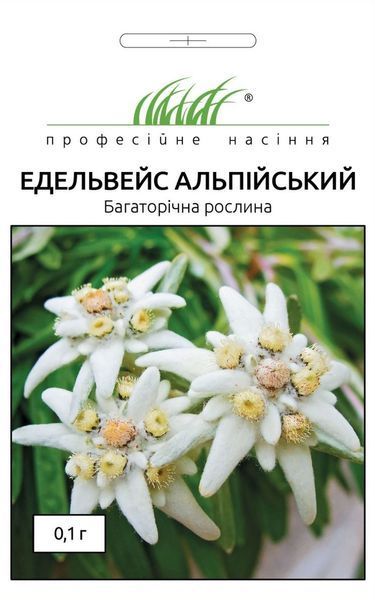 Едельвейс Альпійський 101848 фото