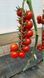Томат Порпора F1 109514 фото 6