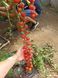 Томат Порпора F1 109514 фото 9