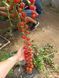 Томат Порпора F1 109514 фото 2
