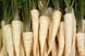 Петрушка корневая (Фасовка: 3 г) 105311 фото 1