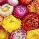 Безсмертник Султан суміш 109853 фото 2