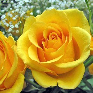 Роза флорибунда Голдэн Веддинг (Фасовка: 1 шт.) 102167 фото