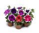 Петунія грандіфлора Фрост F1 109144 фото 2