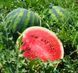 Кавун Крісбі F1 105133 фото 1