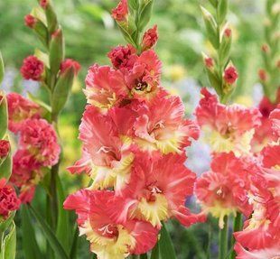 Гладіолус Манго Мус - Mango Muse 109596 фото