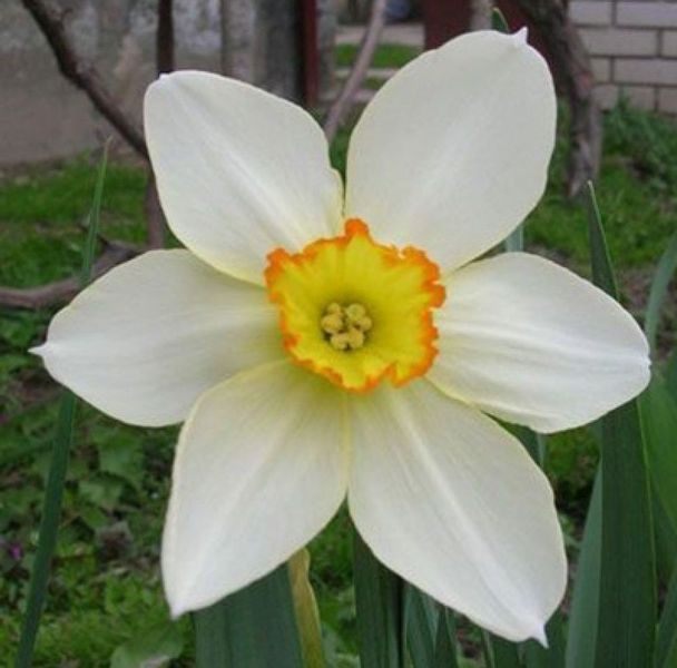 Нарцис Actaea 109932 фото