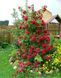 Троянда плетиста Флейм Денс 106058 фото 2